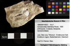 Foto (Objket + Etiketten) von Goniodromites bidentatus (Reuss, 1859) 